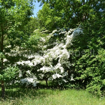 Japoninė sedula kaip medelis