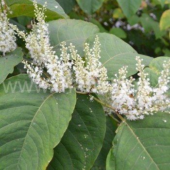 Japoninis pelėvirkštis (Fallopia japonica) žydi rudenį