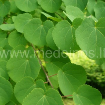 Japoninis puošmedis (Cercidiphyllum japonicum)