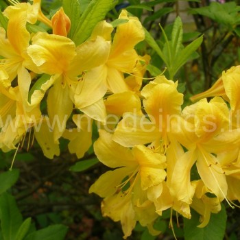 Japoninis rododendras (Rhododendron japonicum) 'Aurea'