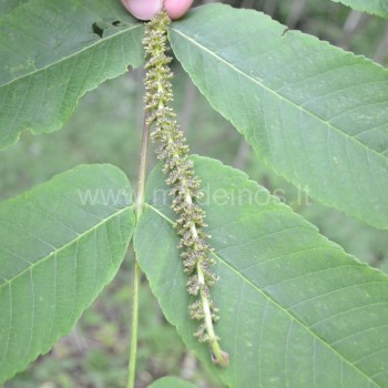 Juglans ailantifolia