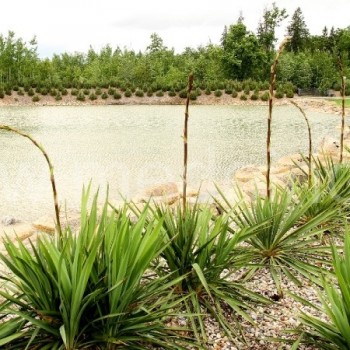 Jukos ruošiasi žydėti