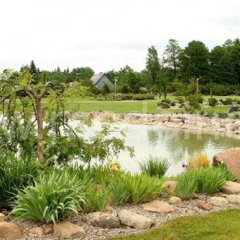 Jukos ir svyrantis šermukšnis