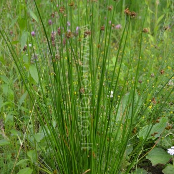 Vikšris (Juncus effusus).