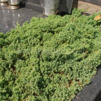 Juniperus
