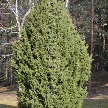 Juniperus communis