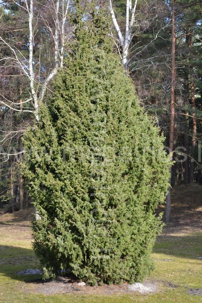 KADAGIAI - TAI KRŪMAI, KURIE PUIKIAI AUGA NEDERLINGOJE DIRVOJE