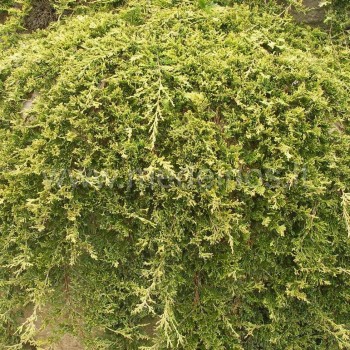 Juniperus Golden Carpet