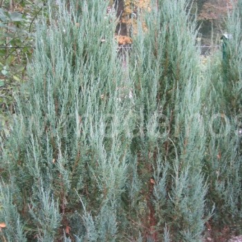 Juniperus scopulorum 'Skyrocket'