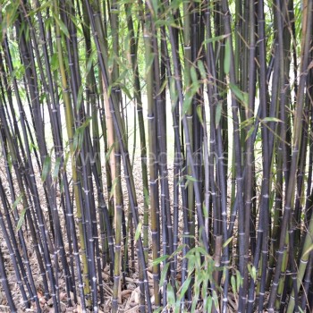 Juodasis bambukas