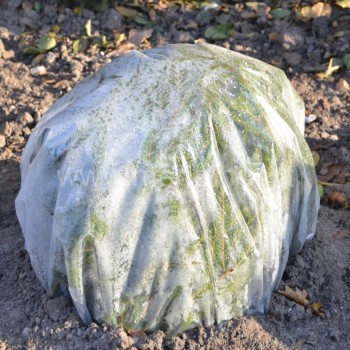 kaip nereikia dengti augalų