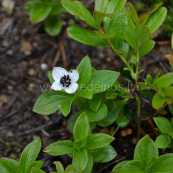Kanadine sedula cornus canadensis