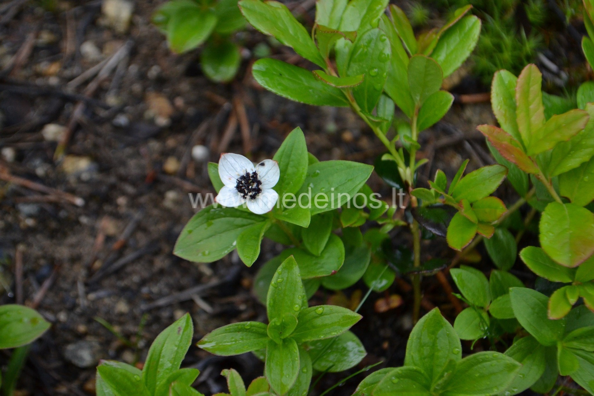 KANADINĖ SEDULA - PAVĖSIO AUGALAS