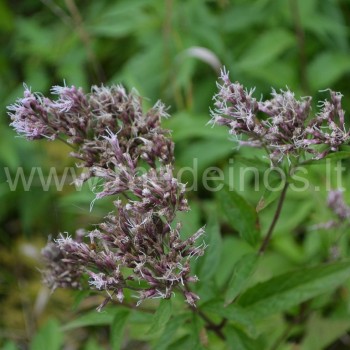 KANAPINIS KEMERAS (Eupatorium cannabinum)