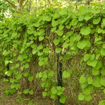 Kartuole- aristolochia