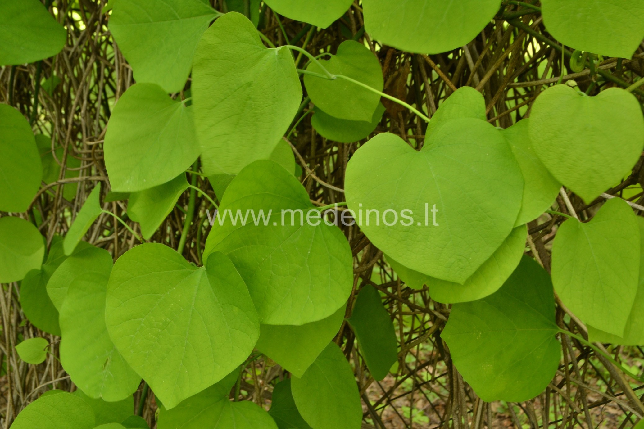 DIDŽIALAPĖ KARTUOLĖ – ĮDOMUS VIJOKLIS, TINKANTIS GYVATVORĖMS