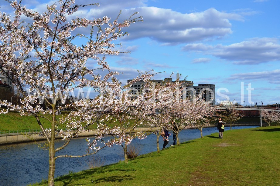 SAKURŲ ŽYDĖJIMAS KAUNE