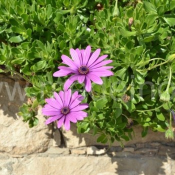 Osteospermum