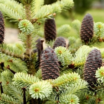 Labai puošnus spygliuotis kėnis