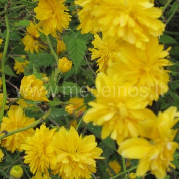 Japoninė kerija (Kerria japonica) 'Flore Pleno'