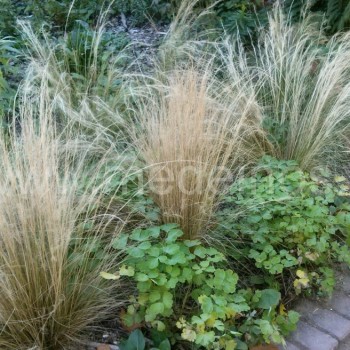 Kibioji ašuotė (Stipa tenuissima)