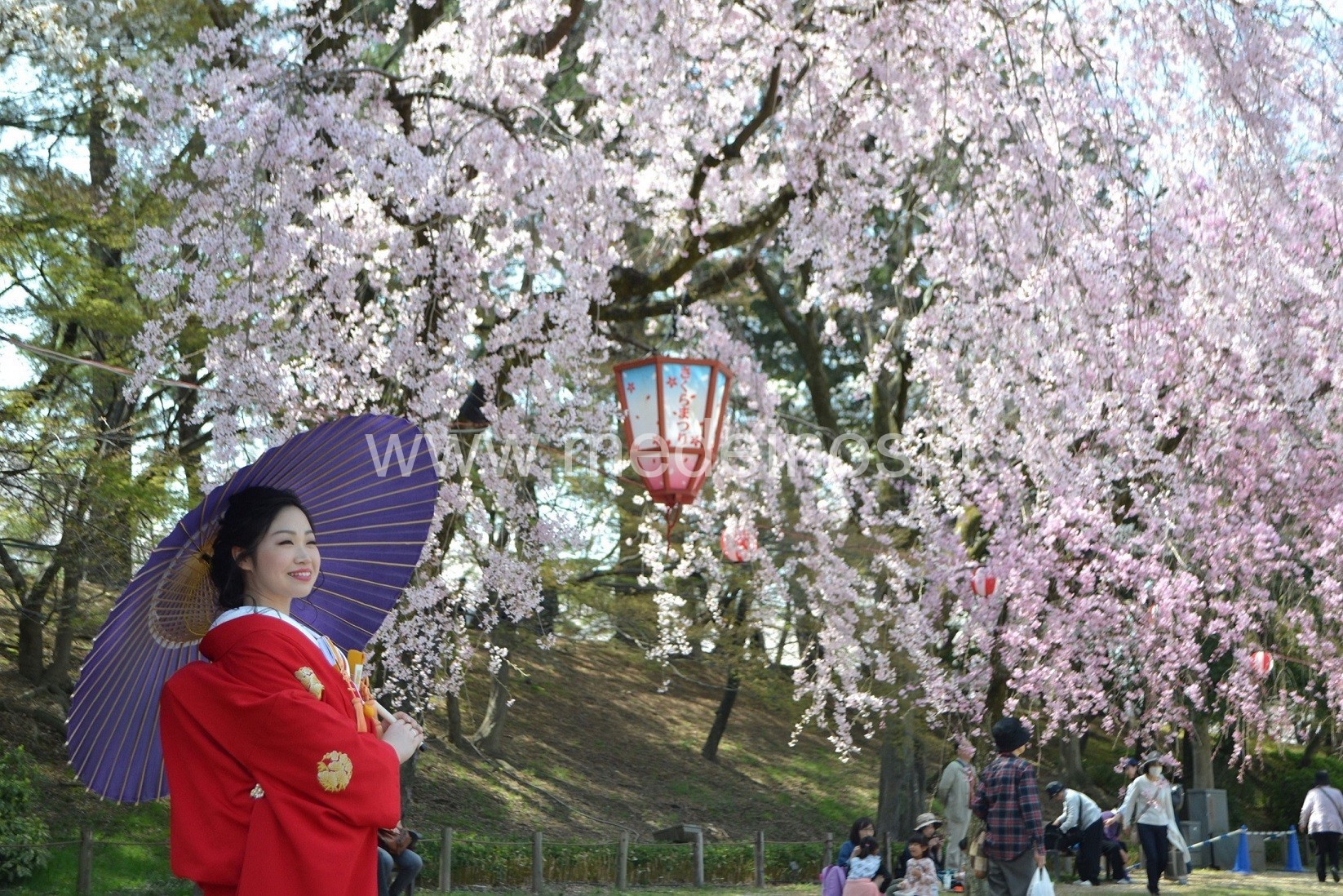 Sakuros Japonijoje - būti čia ir dabar
