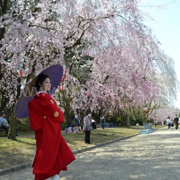 Nuotaka, apsirengusi kimono, po sakuros žiedais