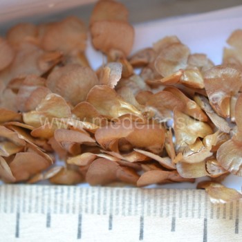 korėjinio kėnio sėklos