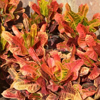 Krotonas