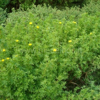 Krūminė sidabražolė