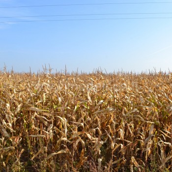 Kukurūzai