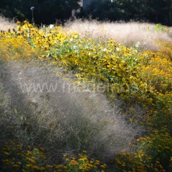 Kupstinės šluotsmilgės (Deschampsia cespitosa)