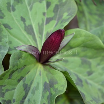 Trilijos kurabayashii žiedas