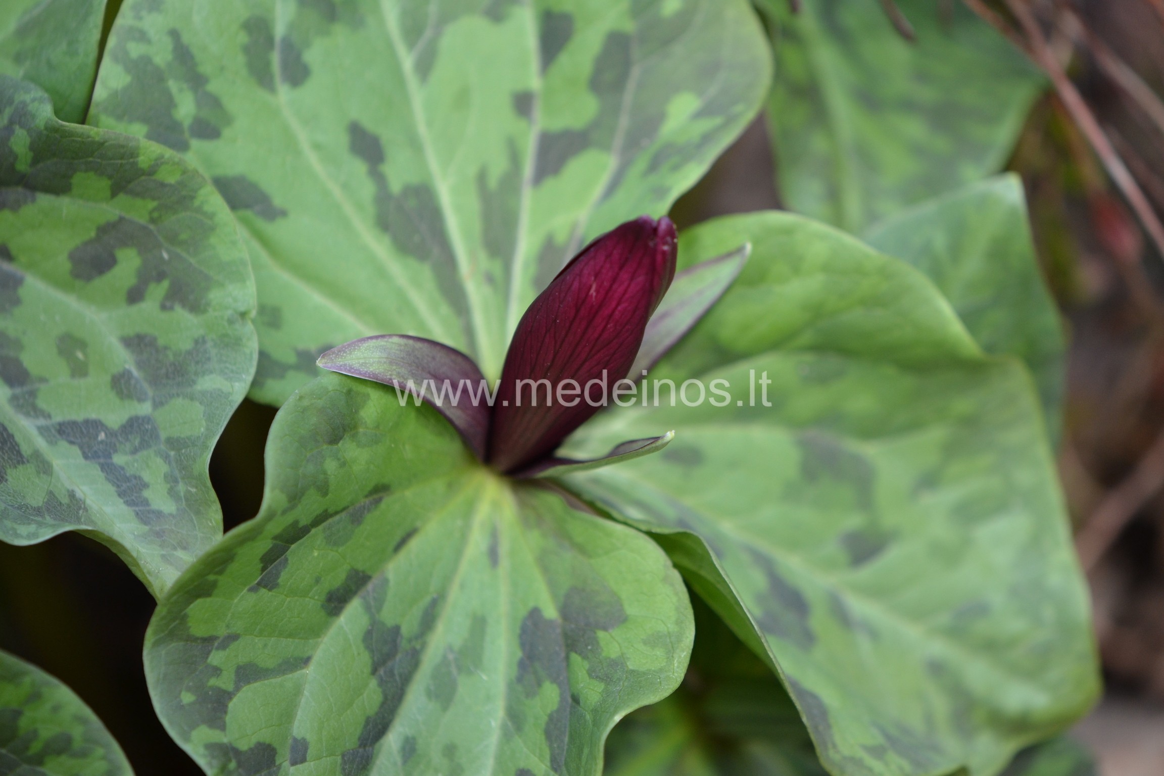 TRILIJA - VIENA GRAŽIAUSIŲ PAVASARIO GĖLIŲ