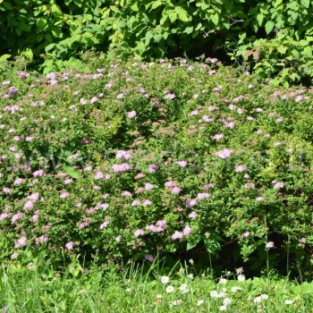 Japoninė lanksva Alpina