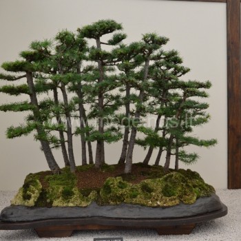 larix