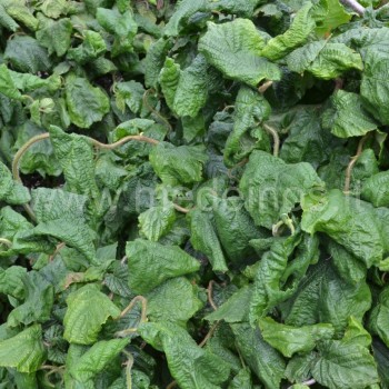 Corylus avellana 'Contorta'