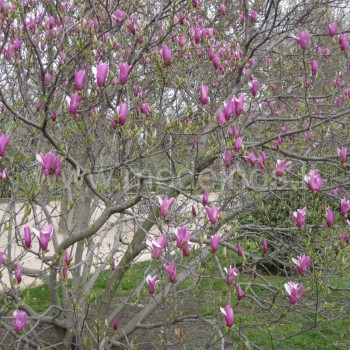 Lelijažiedė magnolija Nigra