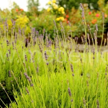Kvapnūs levandos žiedeliai