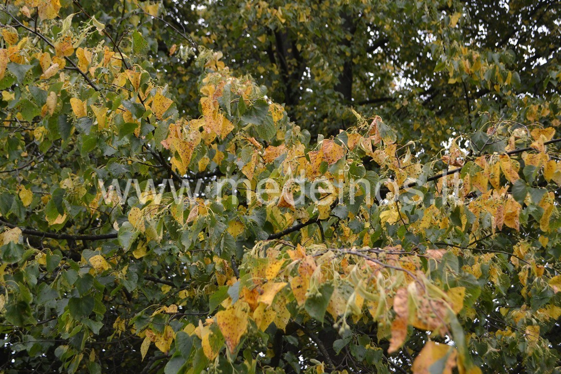 KODĖL VASARĄ GELSTA IR KRENTA MEDŽIŲ LAPAI ?