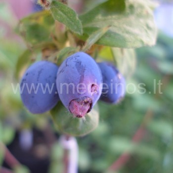 Lonicera caerulea 'Duet'