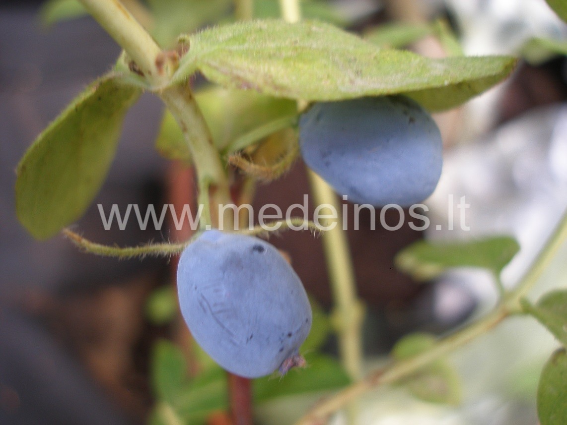 PIRMĄSIAS VALGOMAS UOGAS JAU DOVANOJA SAUSMEDIS