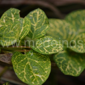 Japoninis sausmedis (Lonicera japonica) 'Aureoreticulata'