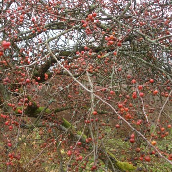 Uoginė obelis (Malus baccata)