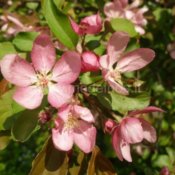malus-crabapple