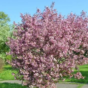 malus crabapple tree