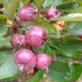 Nedzveckio obelis (Malus niedzwetskyana)