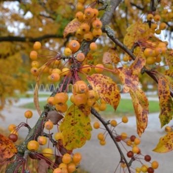 Zyboldo obels (Malus toringo) obuoliukai labiau primena uogas, o ne obuolius