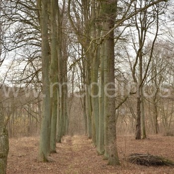 Mažalapių liepų alėja