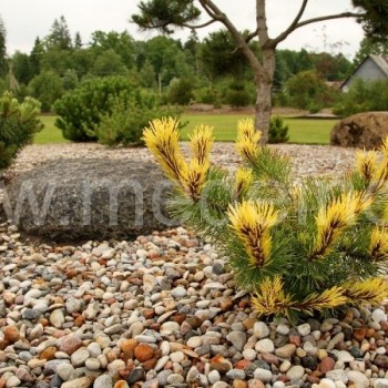 Mažųjų spygliuočių kolekcija